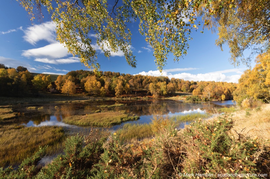 Beaver pond in Inverness-shire